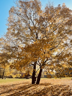 A vibrant tree bursting with colorful leaves in a sunny park.