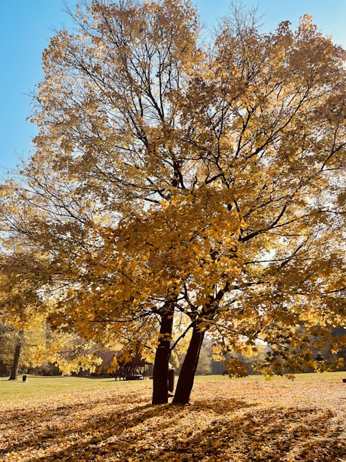 A vibrant tree bursting with colorful leaves in a sunny park.