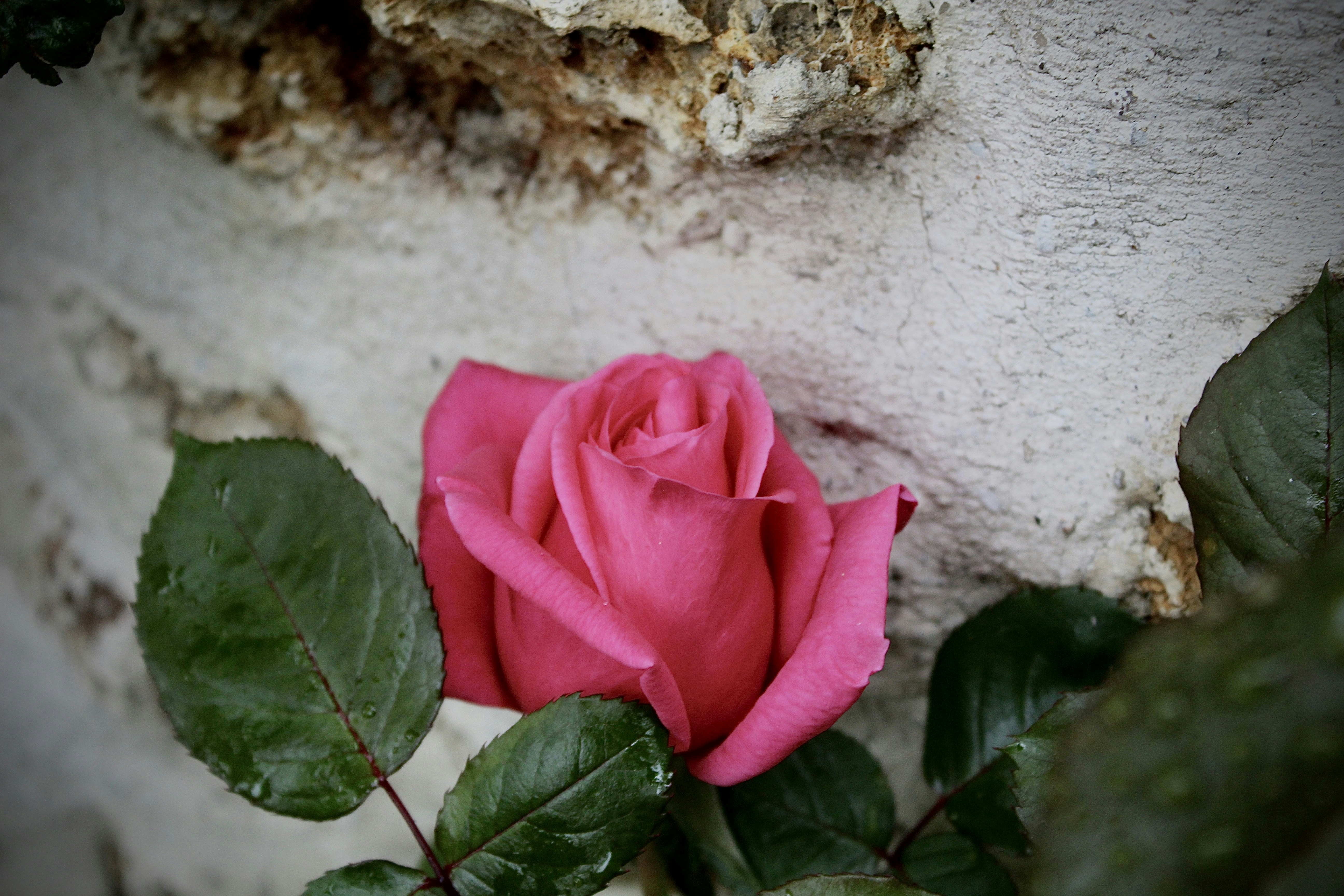 A pink rose sitting on top of a stone wall photo – Free Flower Image on ...