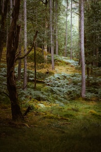 a lush green forest filled with lots of trees