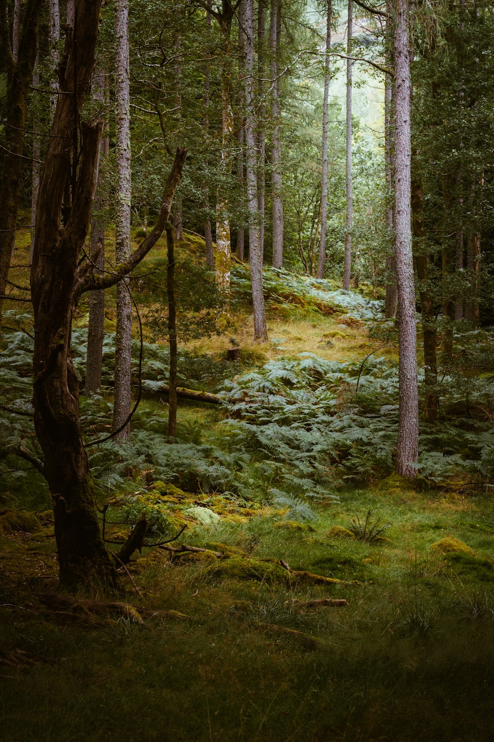 a lush green forest filled with lots of trees