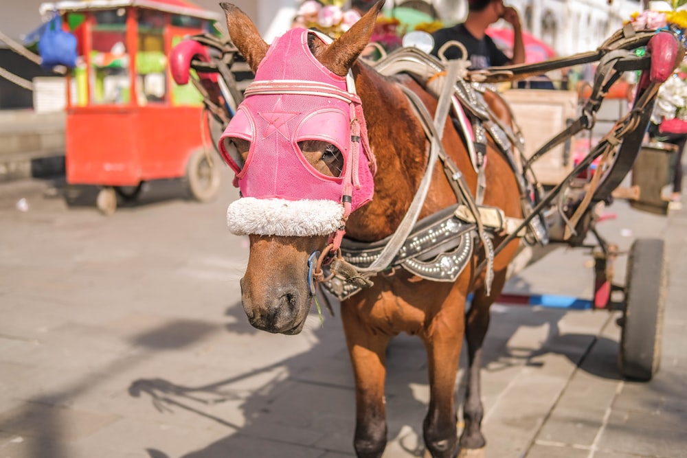 a brown horse wearing a pink hat and harness