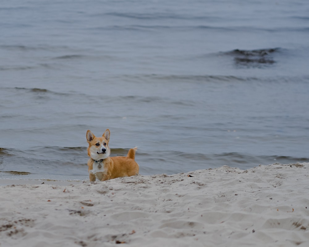 a small dog standing on top of a sandy beach