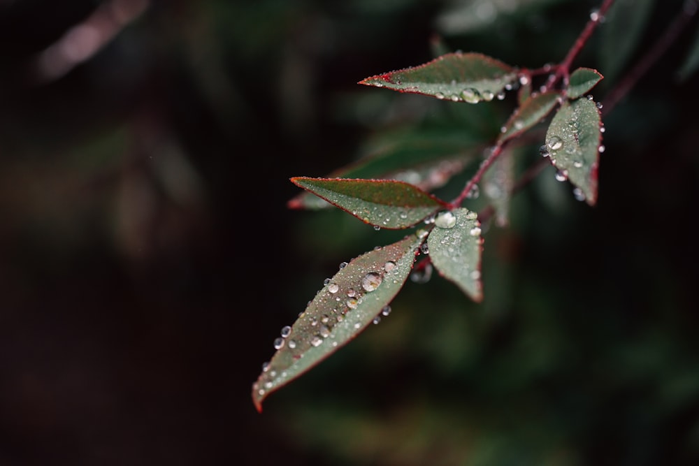 a close up of a leaf with drops of water on it