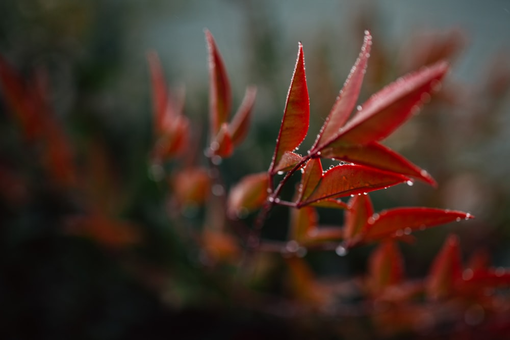 a close up of a red plant with water droplets on it