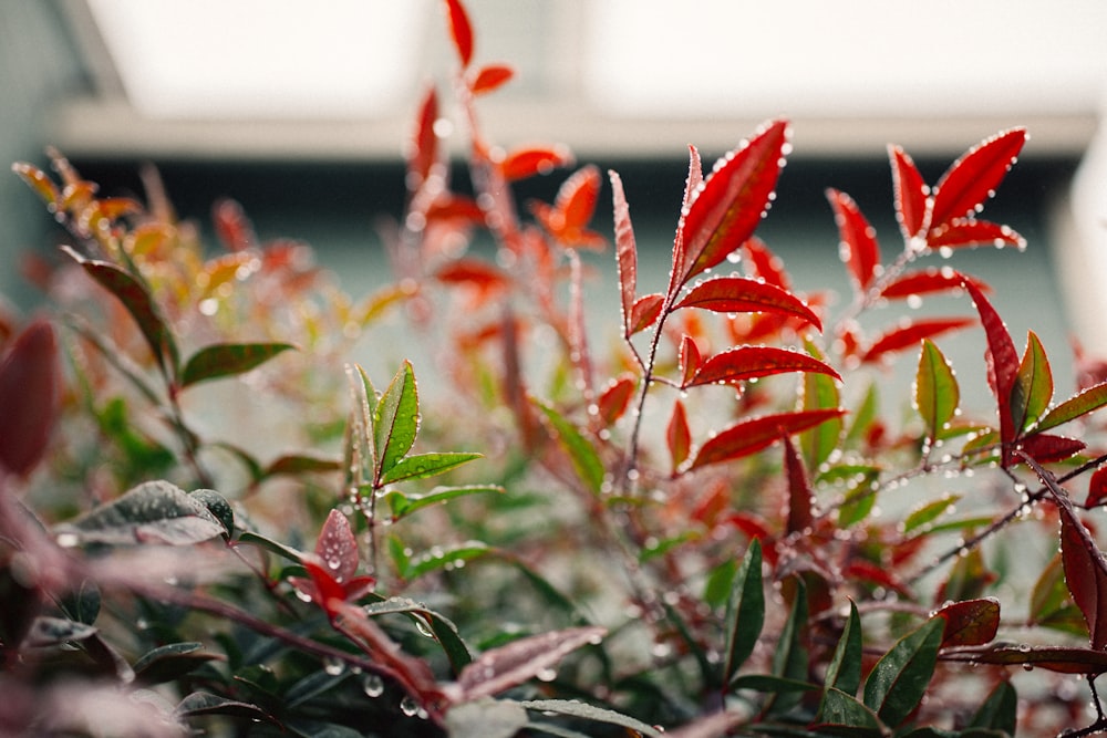 a close up of a bush with red leaves