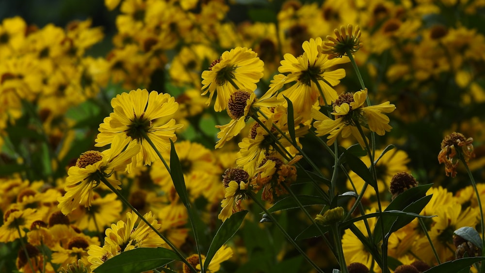 a field of yellow flowers with green leaves