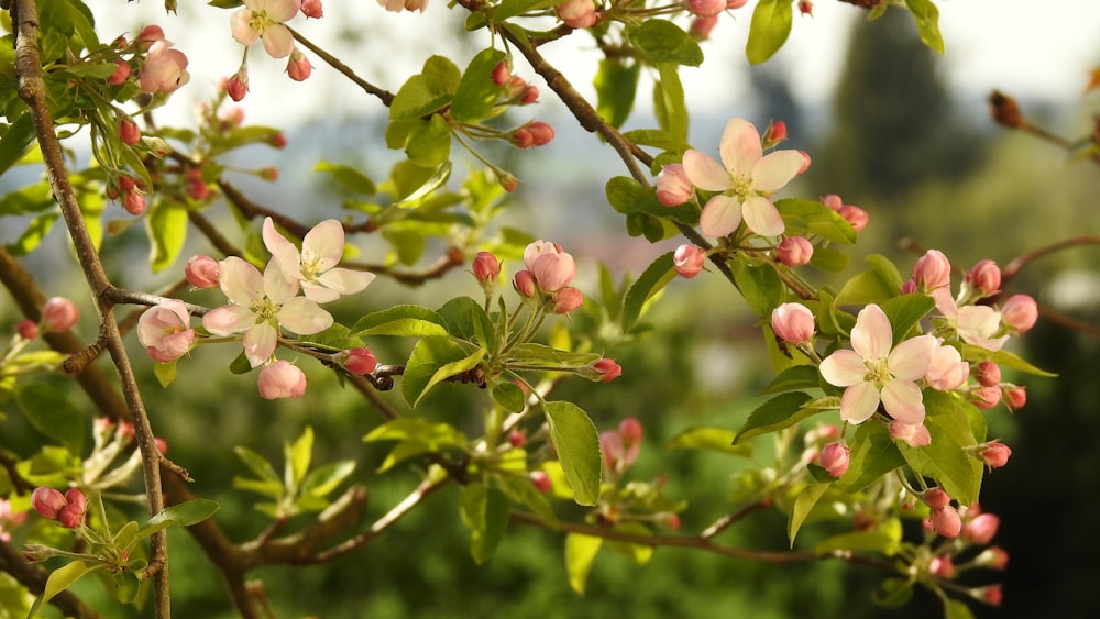 a close up of a tree with pink and white flowers