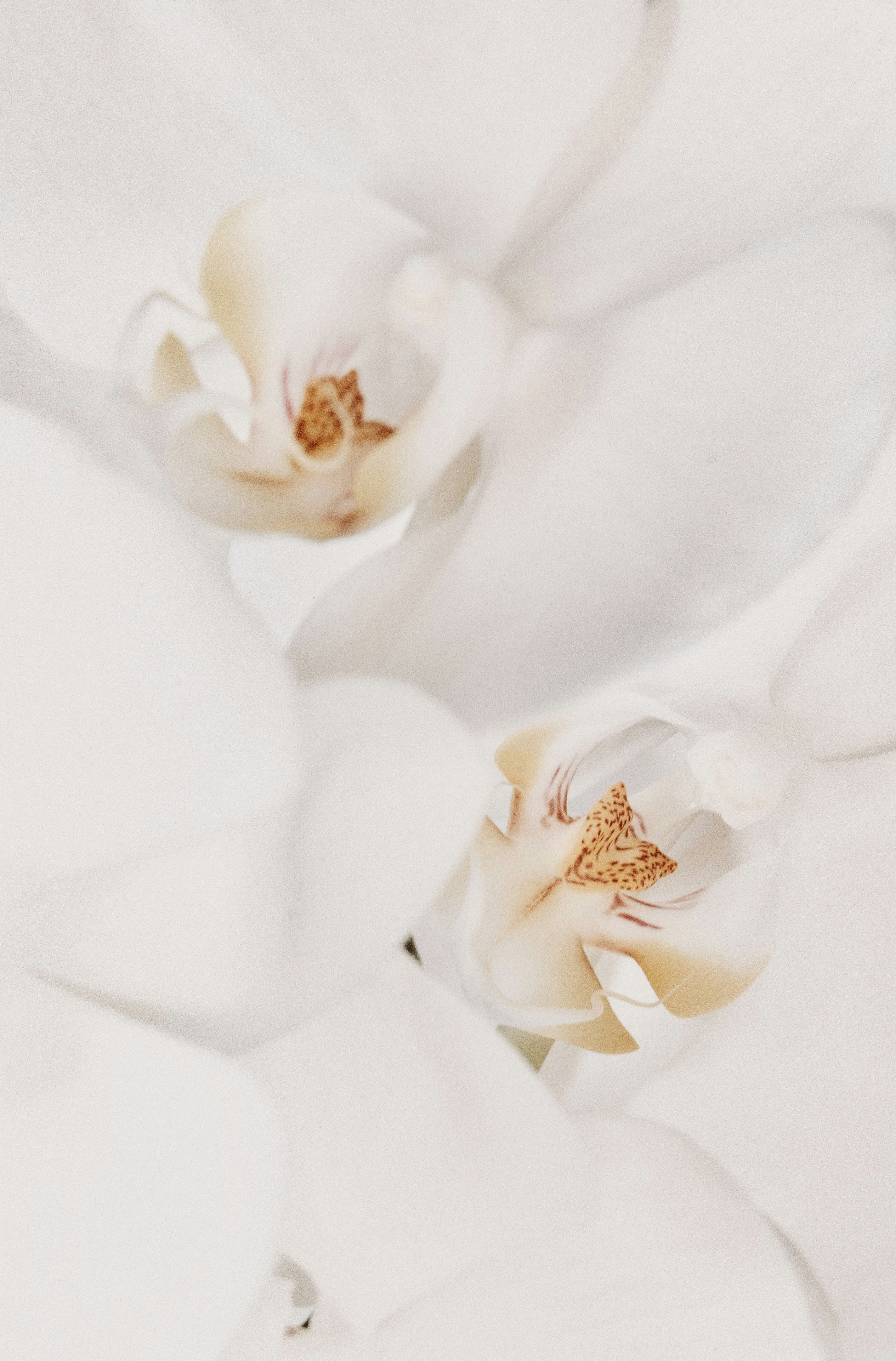 a close up of a white flower on a white background