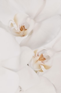 A delicate vanilla orchid flower with creamy petals