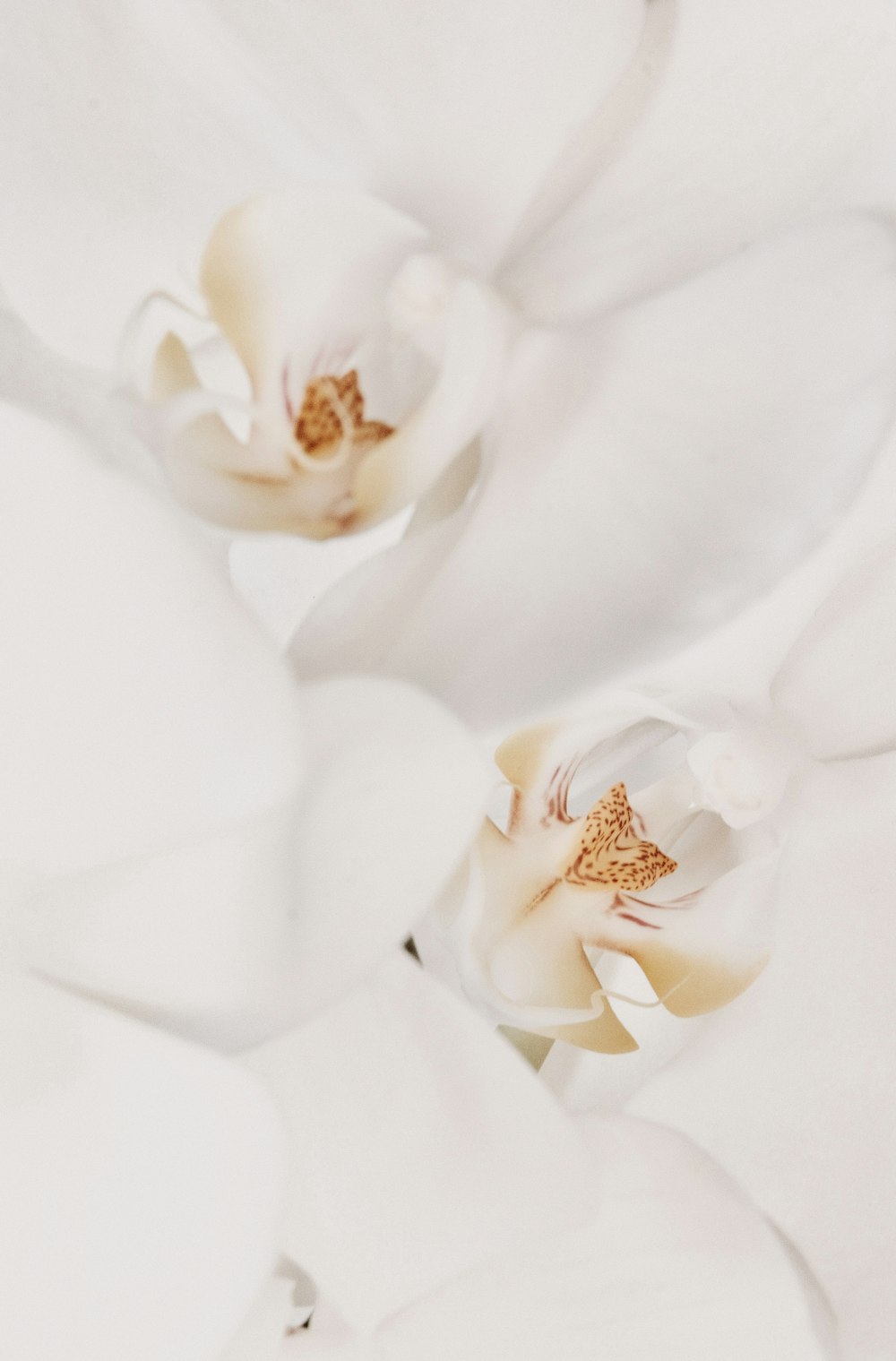 白い背景に白い花の接写