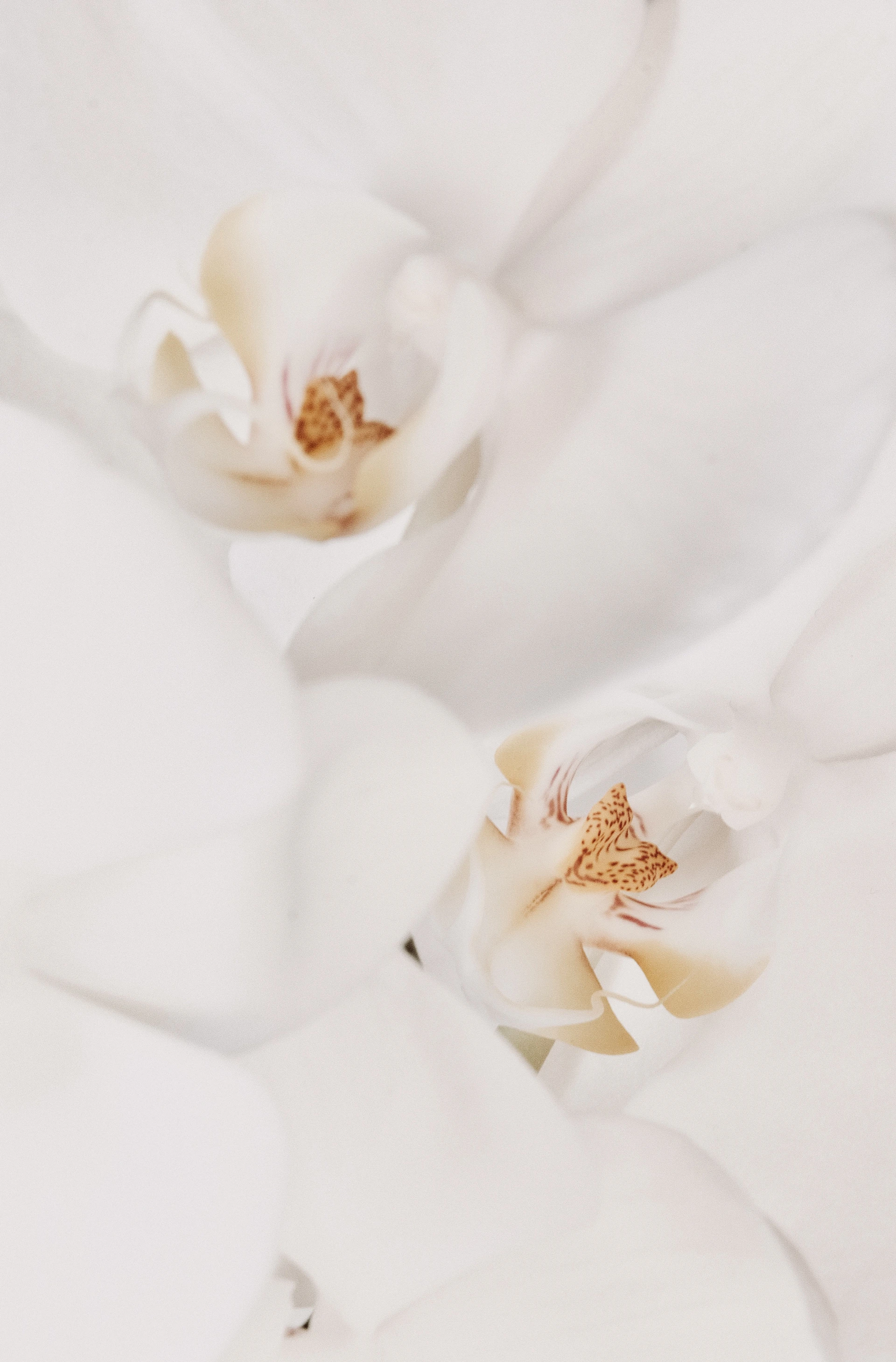 a close up of a white flower on a white background