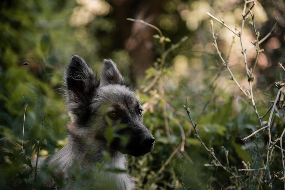 un chien assis dans l’herbe