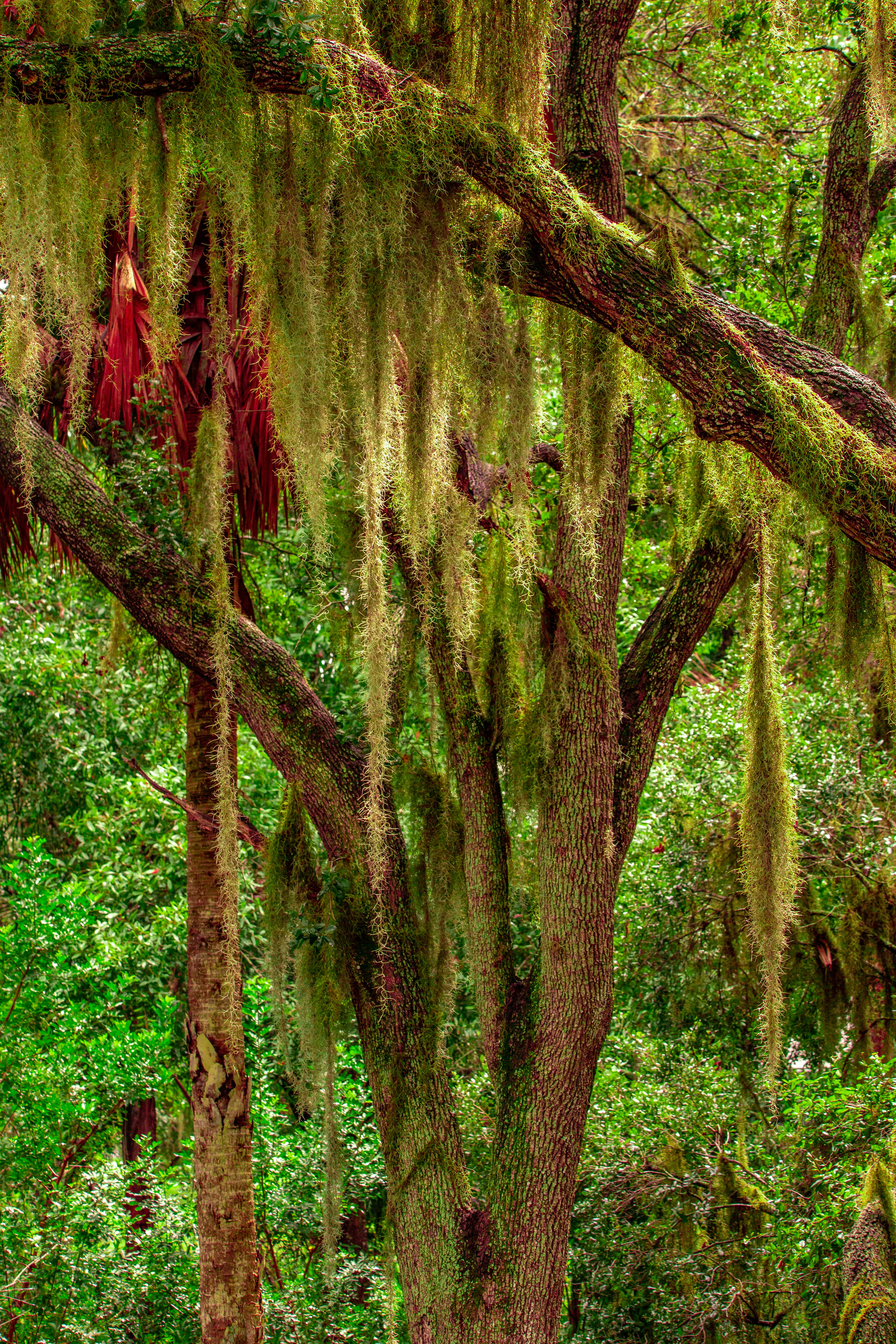 Forest Island Park, Florida