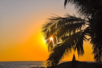 the sun is setting behind a palm tree