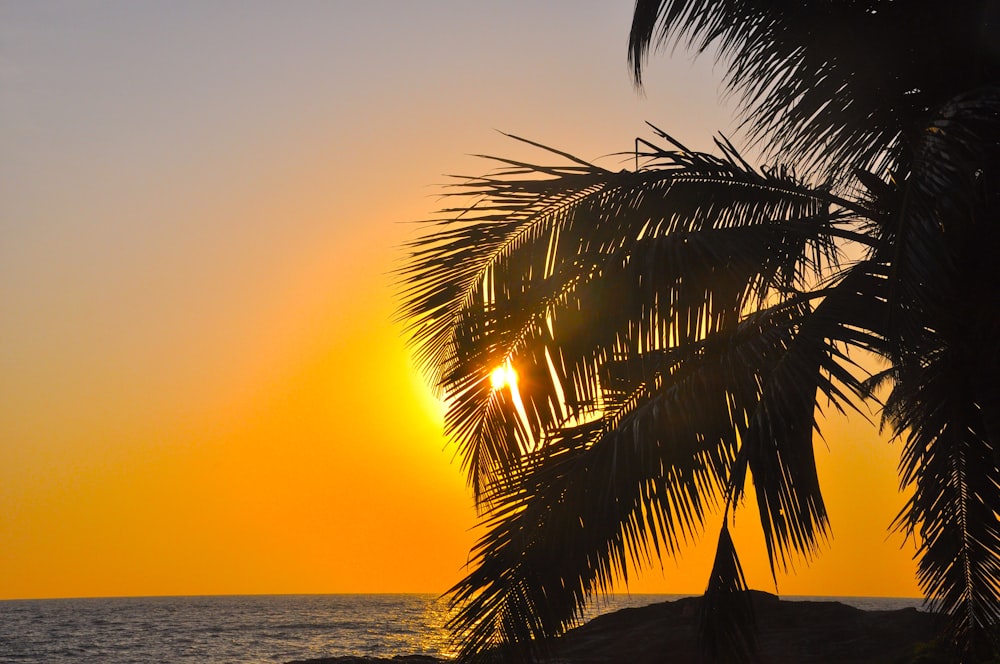 the sun is setting behind a palm tree