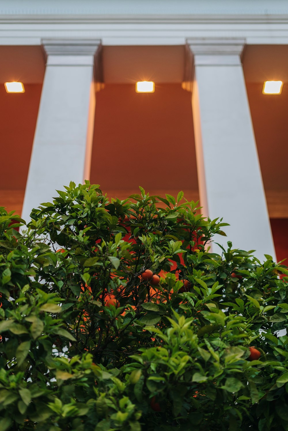 a view of the top of a tree in front of a building