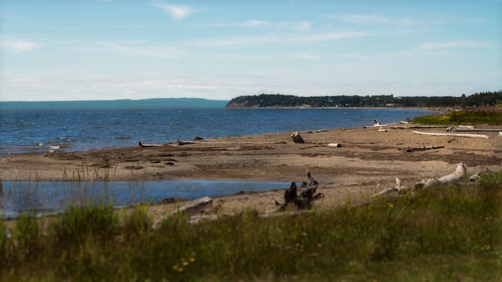 Eine Gruppe von Vögeln steht auf einem Sandstrand