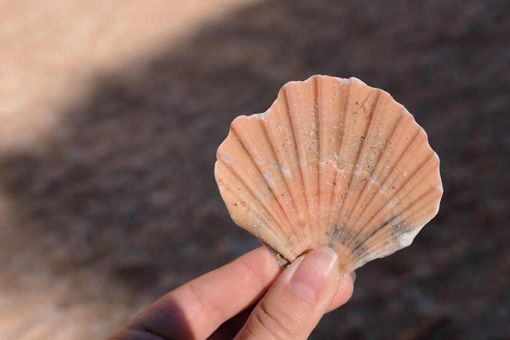 a person holding a shell in their hand