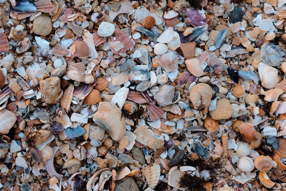 a close up of a bunch of shells on the ground