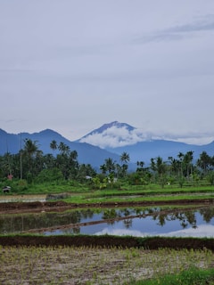 A picturesque view of the lush countryside in Myanmar.