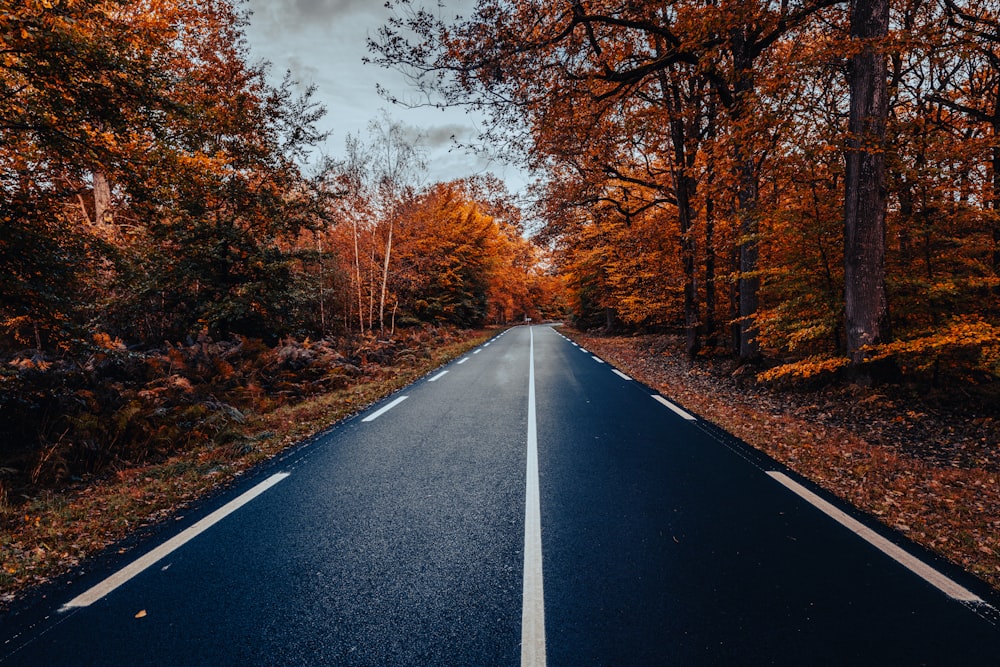 an empty road in the middle of a forest