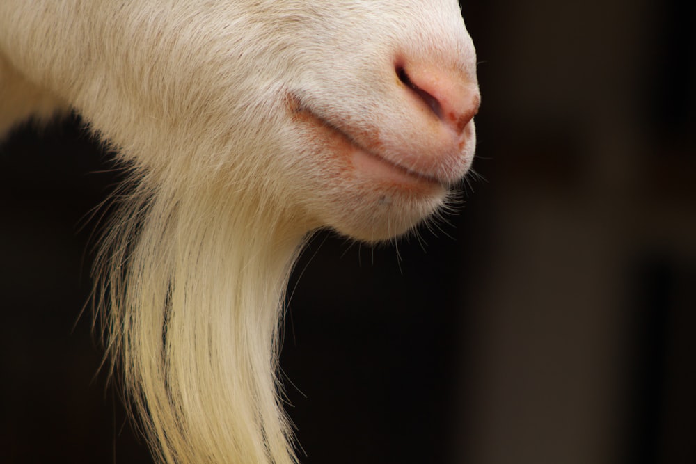 a close up of a goat's face with long blonde hair