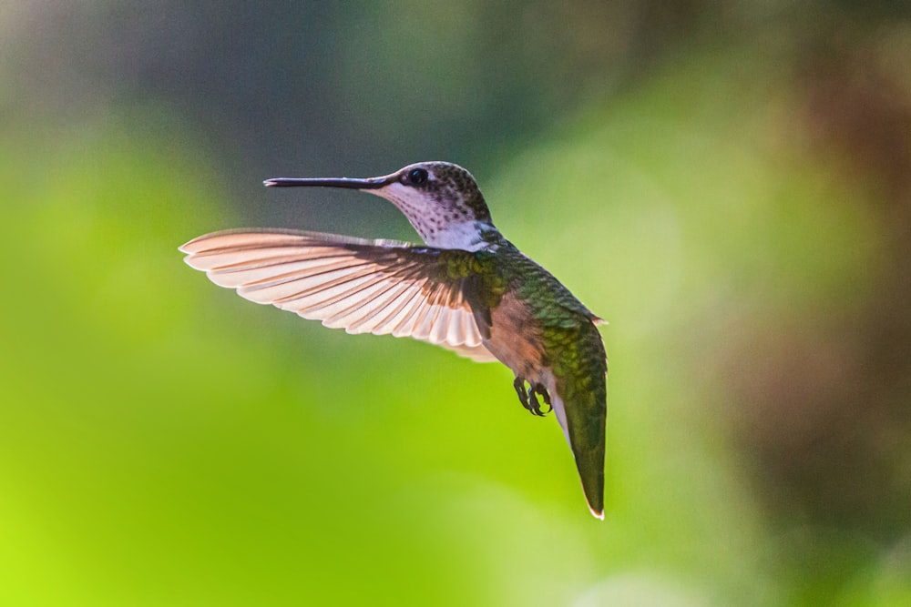 a hummingbird flying in the air with its wings spread