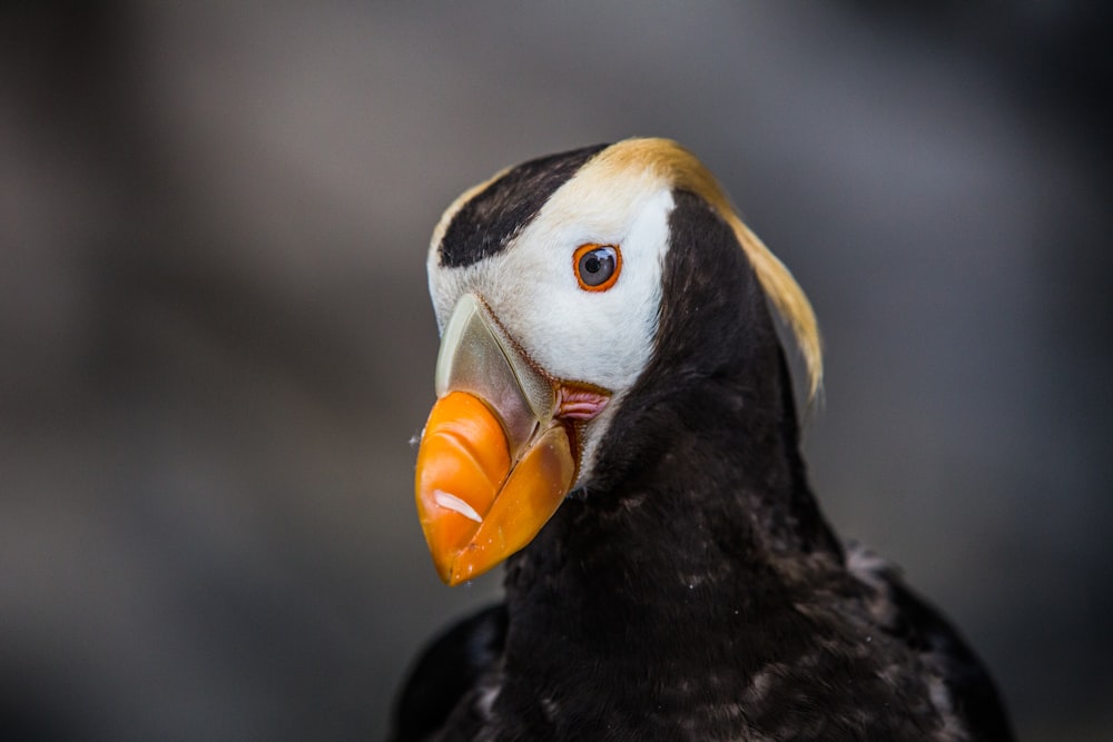 a close up of a bird with an orange beak