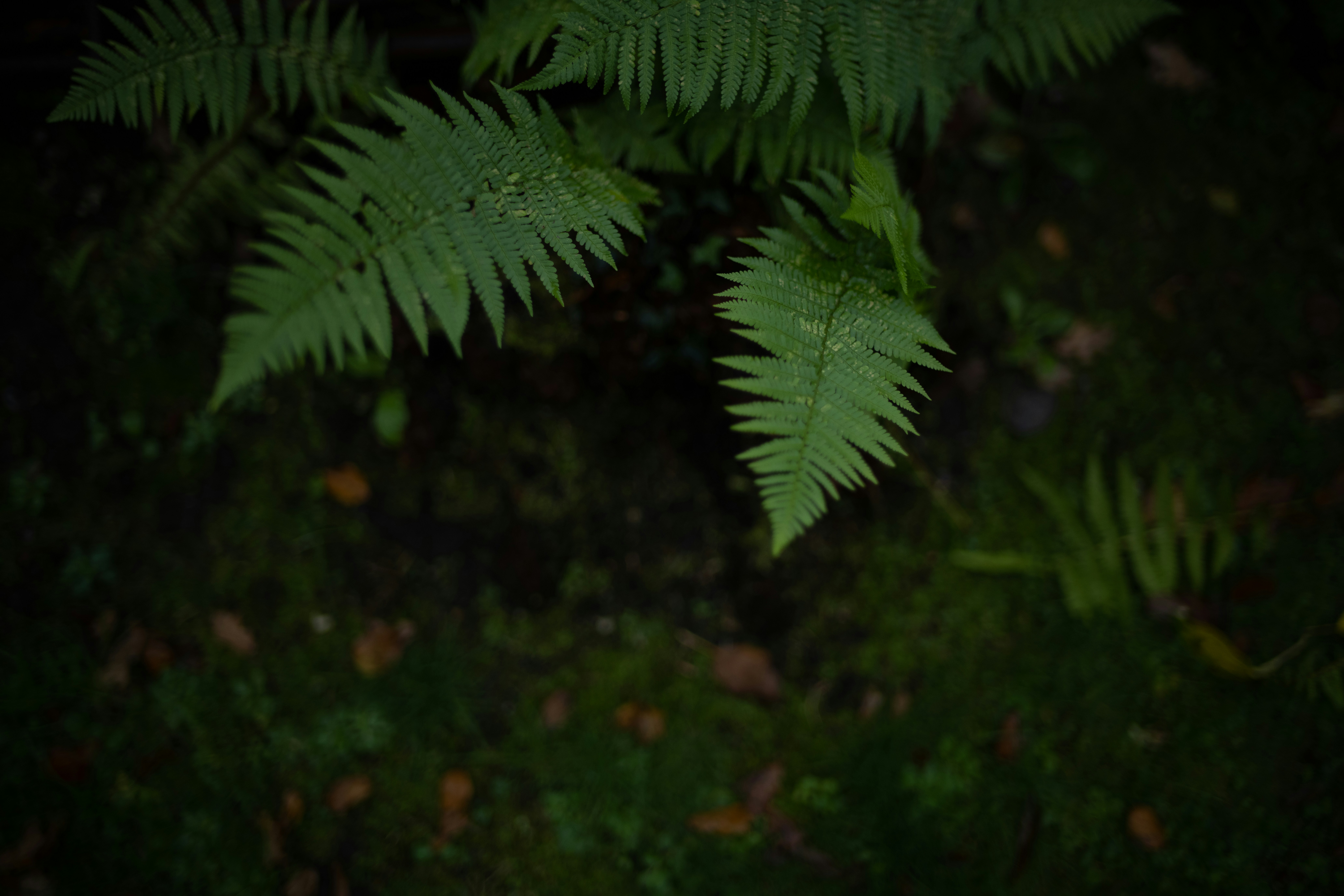 Photo by anniespratt