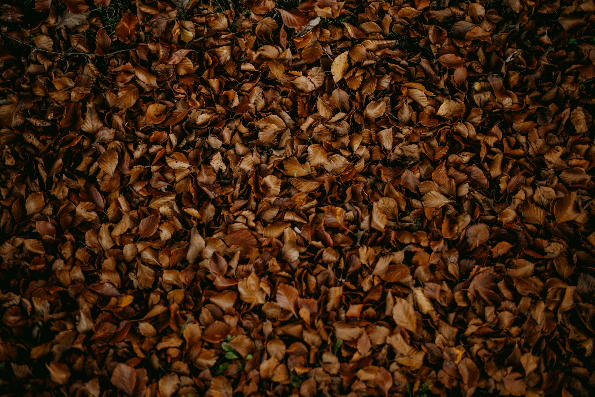 a bunch of leaves that are laying on the ground