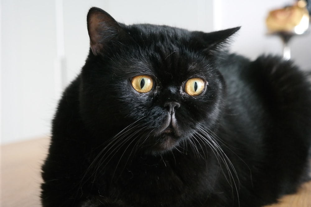 a black cat sitting on top of a wooden table