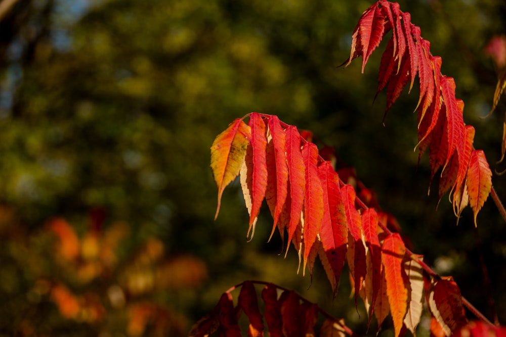 a close up of a tree with red leaves