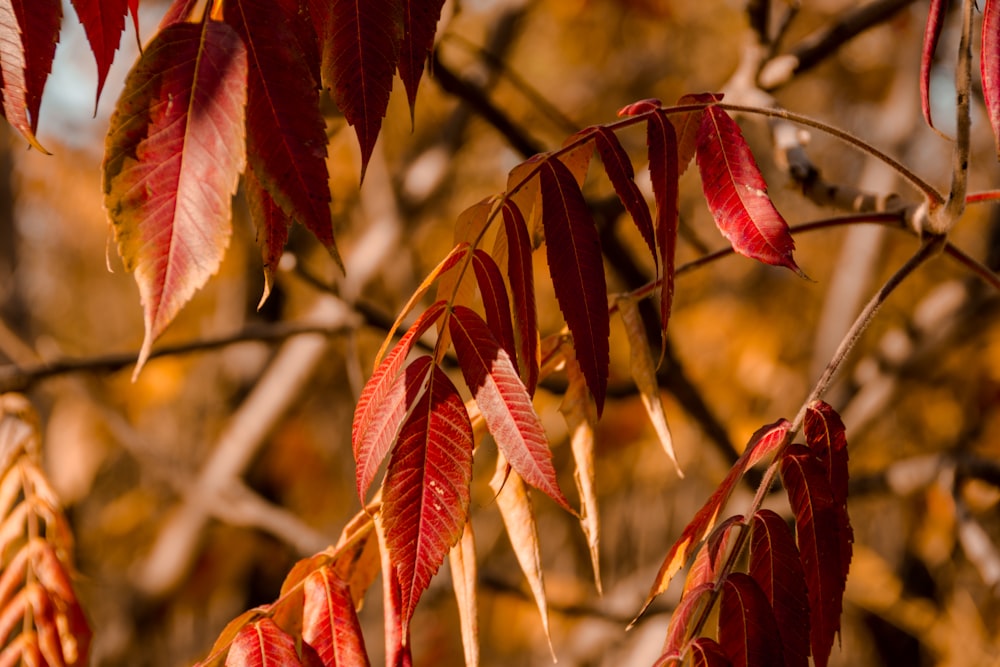 a tree with red leaves in the fall