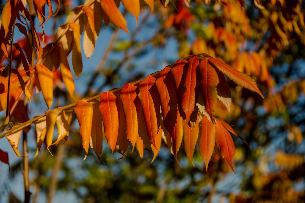 a close up of a tree with orange leaves