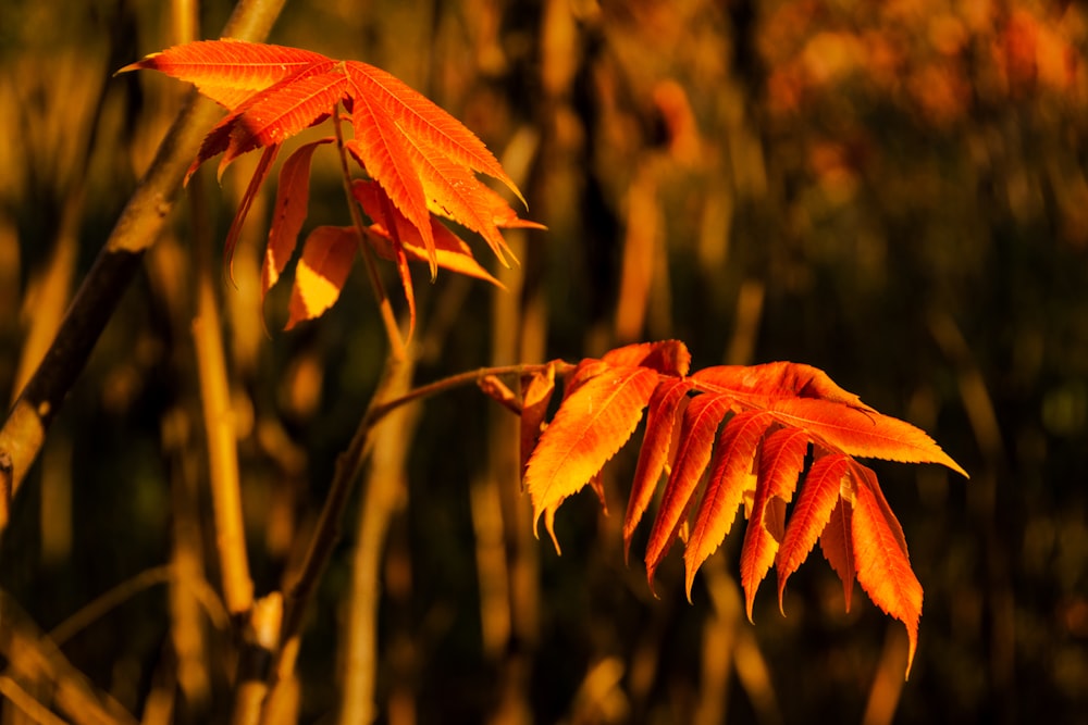 a close up of a plant with orange leaves