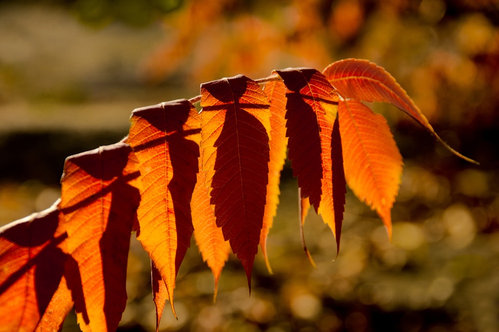 a close up of a leaf on a tree