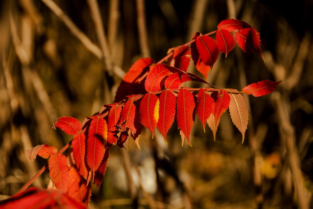 a close up of a tree with red leaves