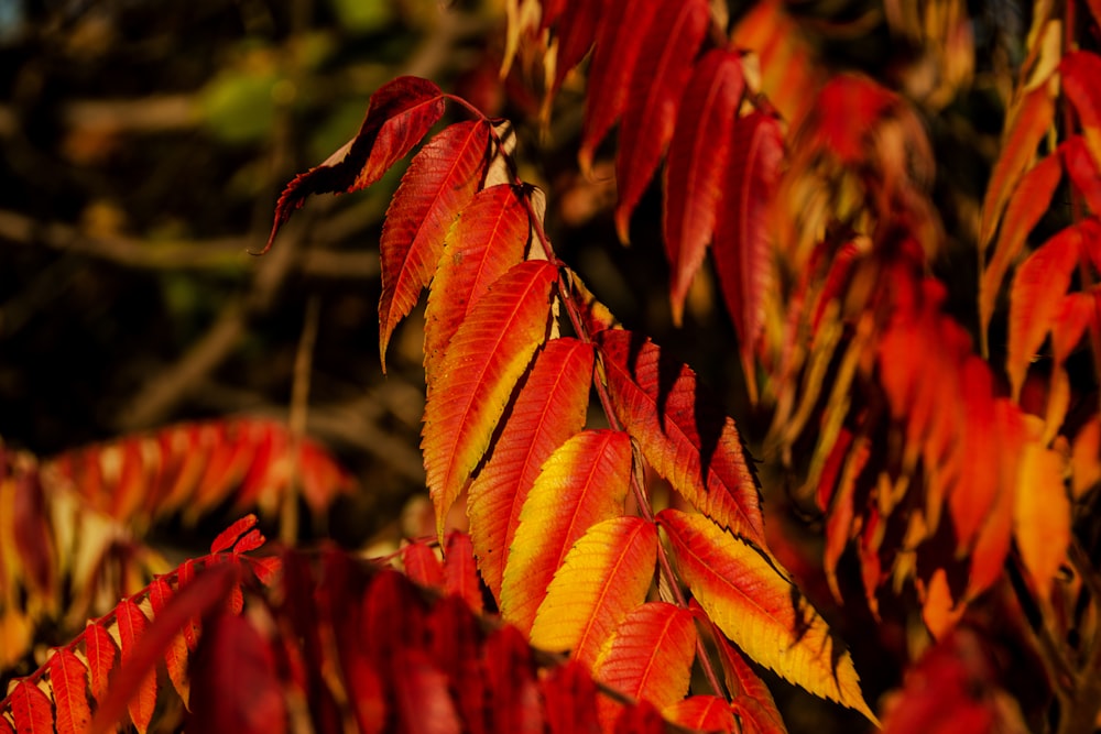 a close up of a tree with red and yellow leaves