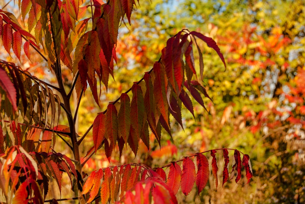 Nahaufnahme eines Baumes mit roten Blättern
