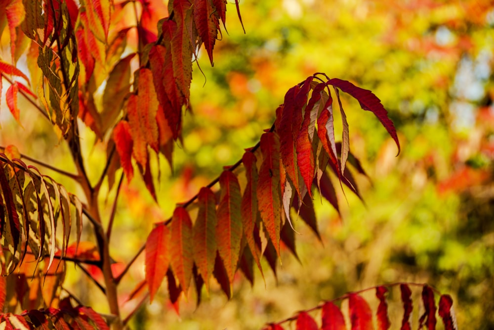 a close up of a tree with red leaves