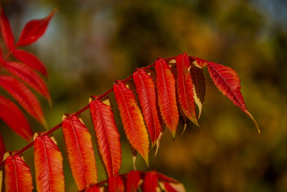 a close up of some red leaves on a tree