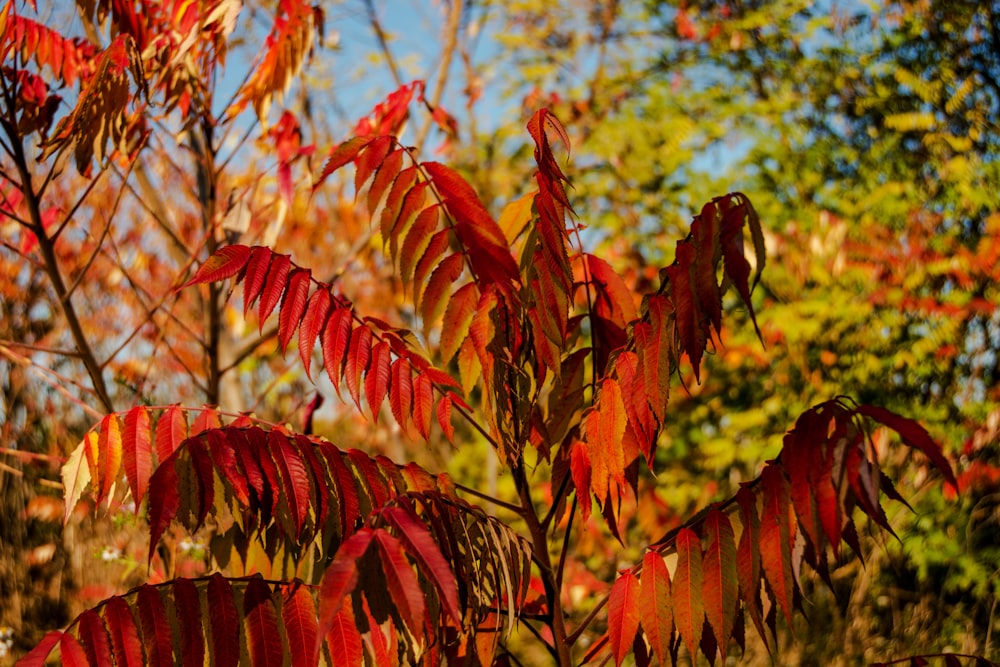 a close up of a tree with red leaves