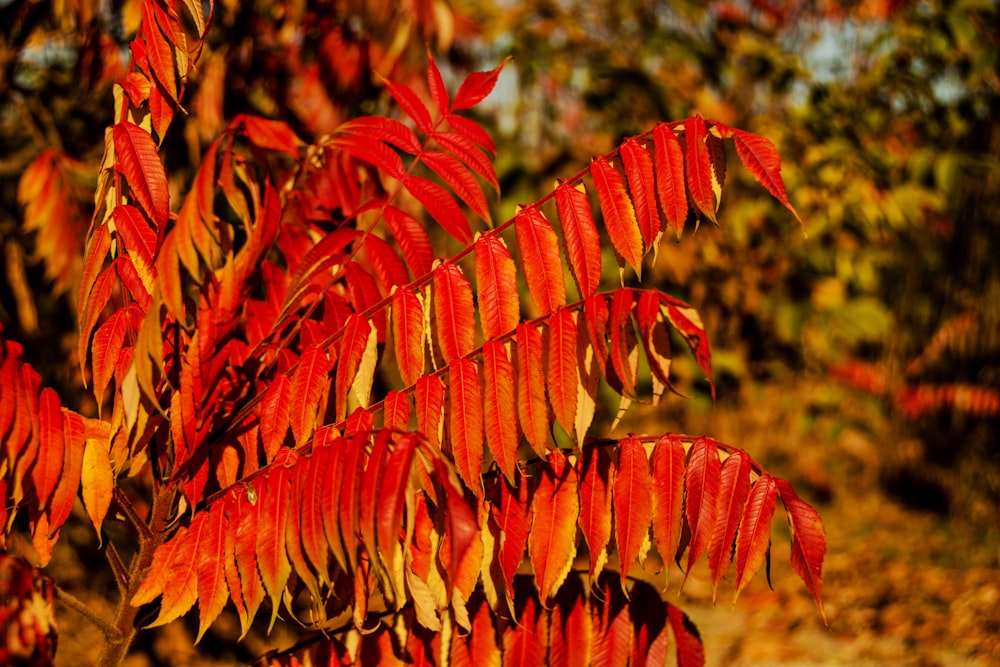 붉은 잎사귀가 있는 나무의 클로즈업