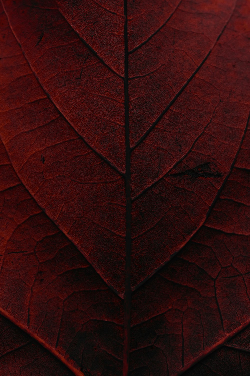 a close up view of a red leaf