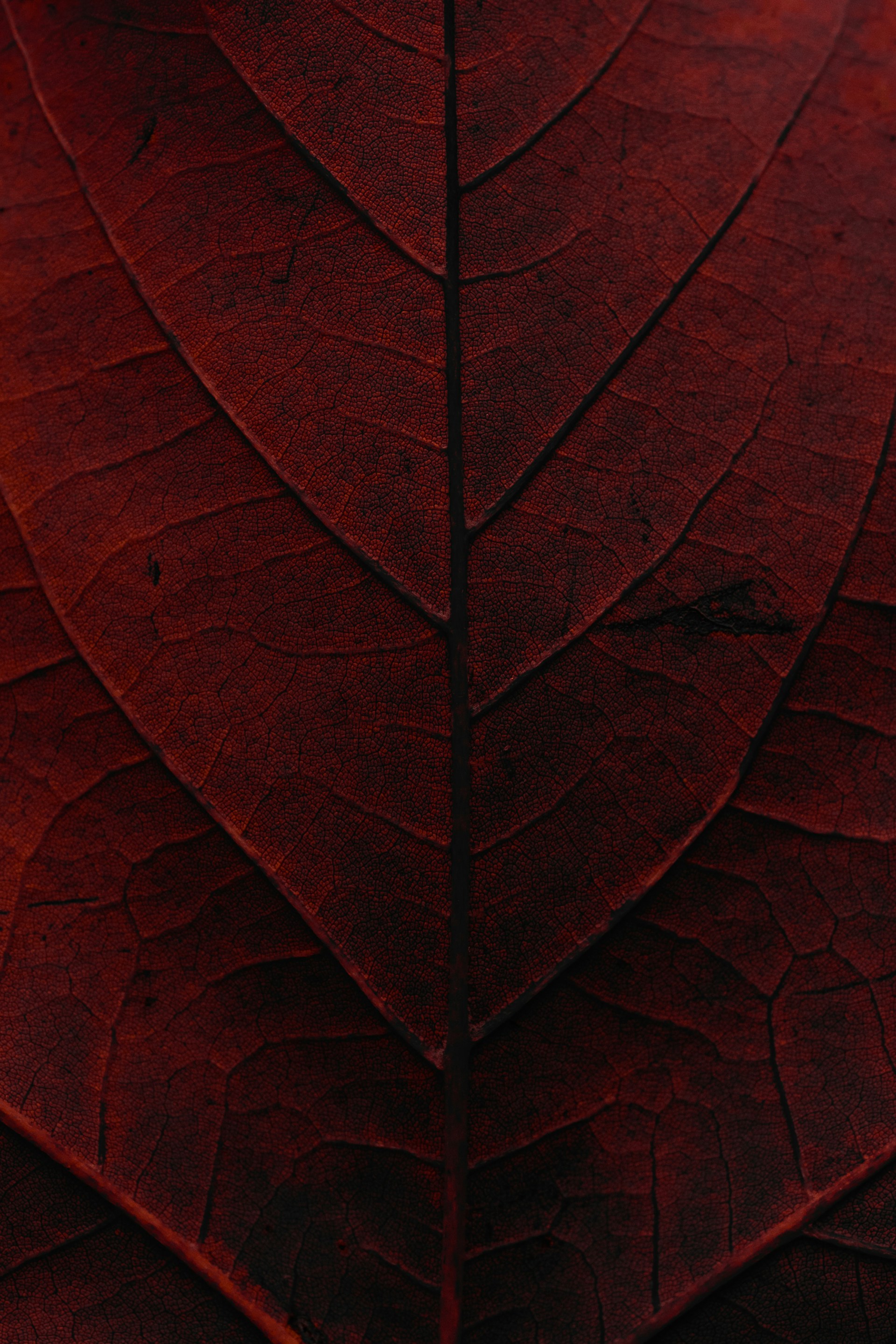 a close up view of a red leaf