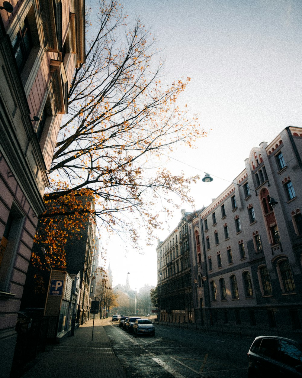 a tree in the middle of a city street