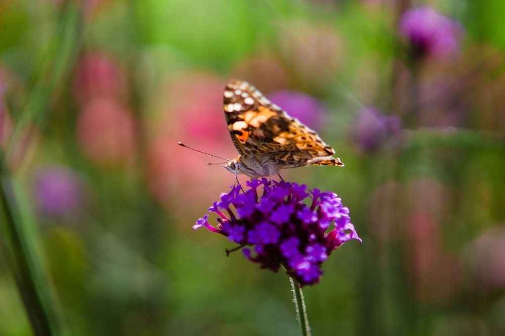 a butterfly sitting on top of a purple flower