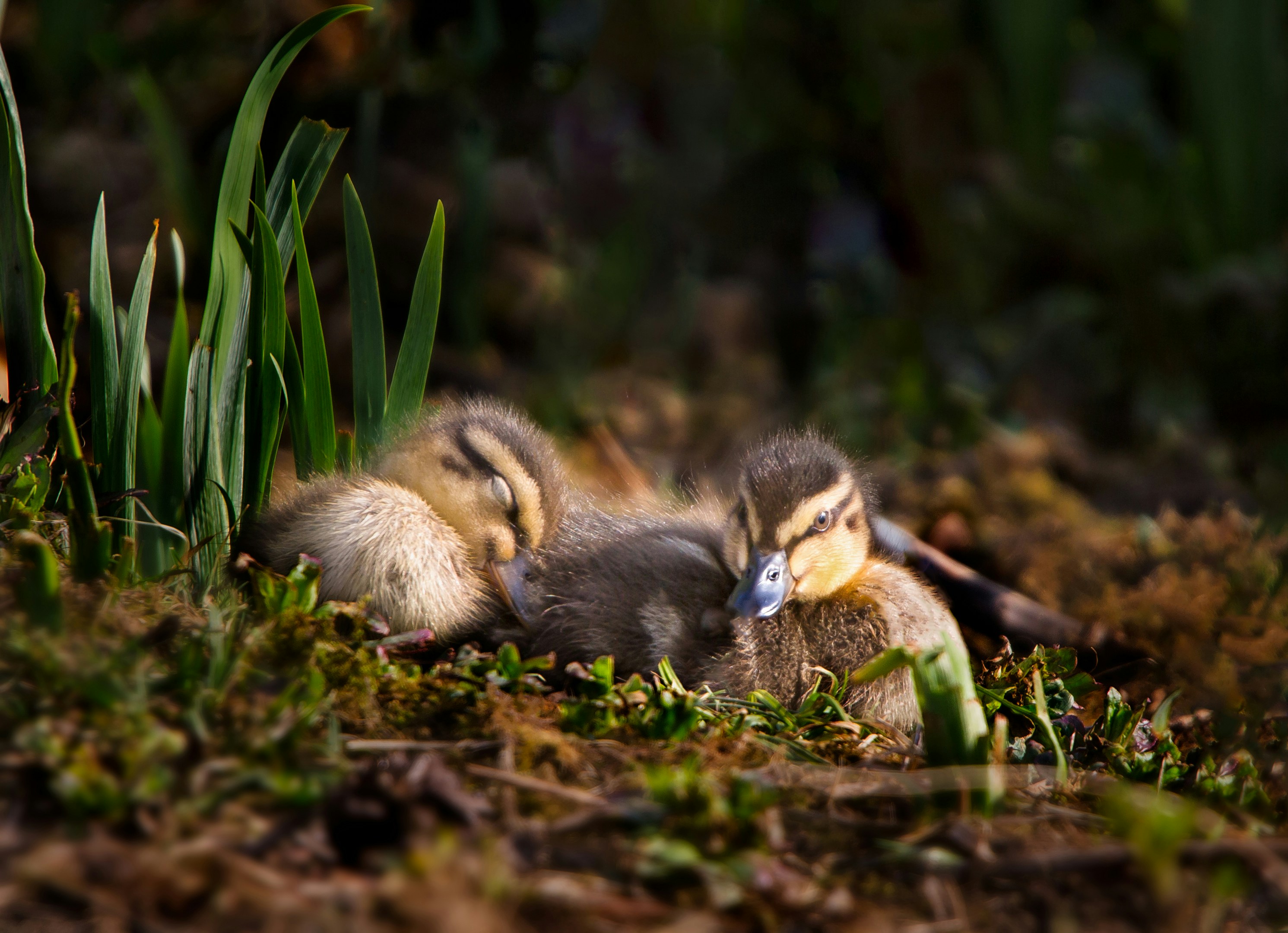 a couple of ducks laying on top of a grass covered field