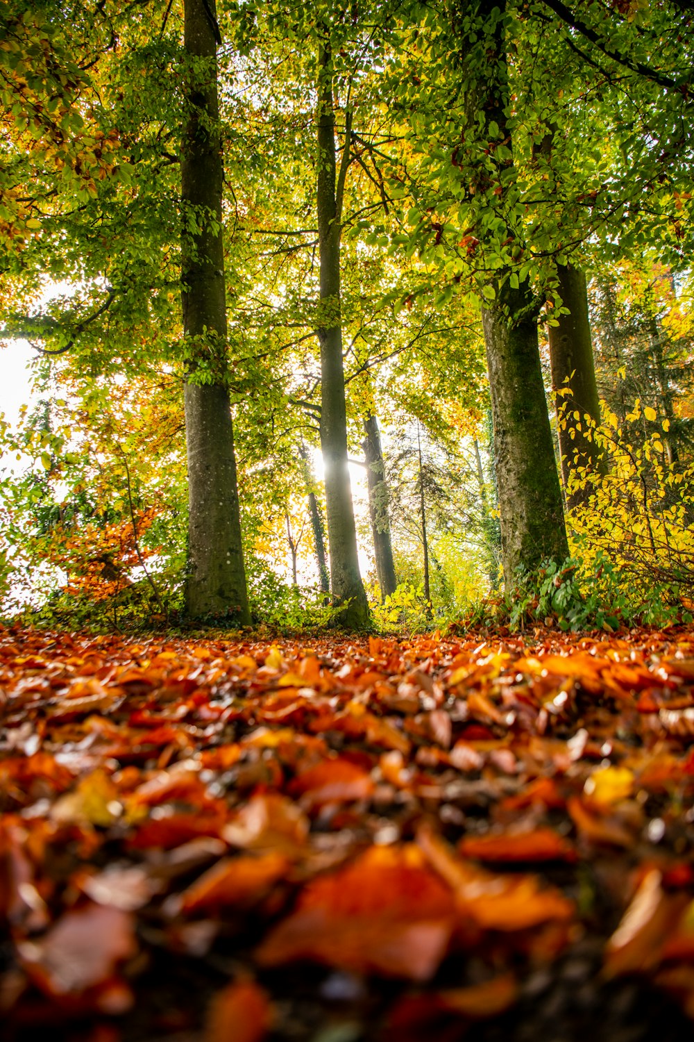 a forest filled with lots of trees covered in leaves